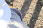 Ben Bottoms | Grey Muslin